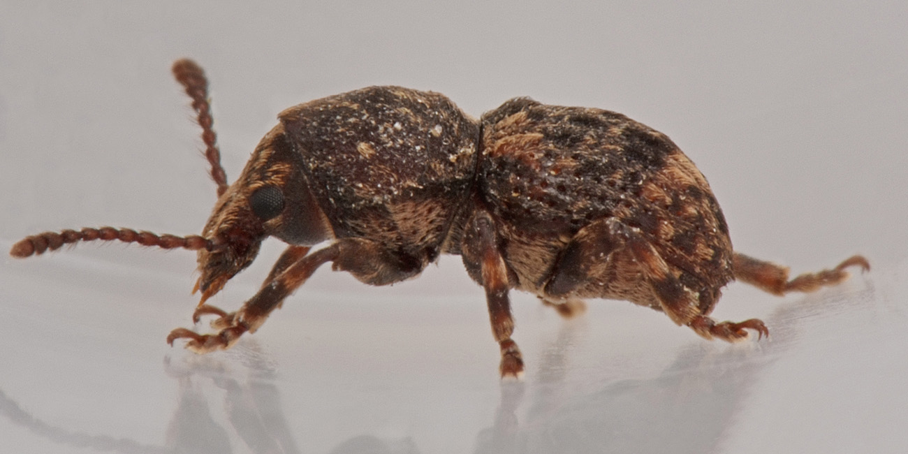 Anthribidae: Phaenotherion fasciculatum?  S !